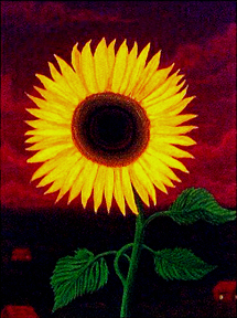 Trevor Chavers Sunflower